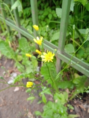 Lapsana communis