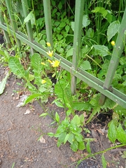 Lapsana communis