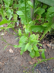 Lapsana communis