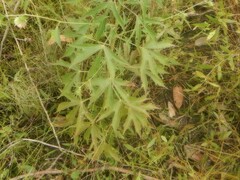 Hibiscus meraukensis