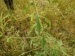 Hibiscus meraukensis