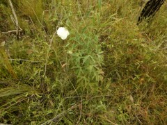 Hibiscus meraukensis