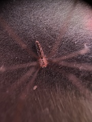 Smeringopus pallidus