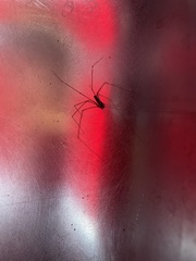 Smeringopus pallidus