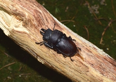 Neolucanus sinicus