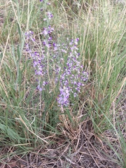 Hebecarpa barbeyana