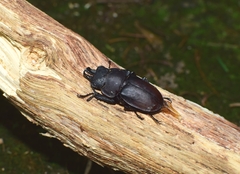 Neolucanus sinicus