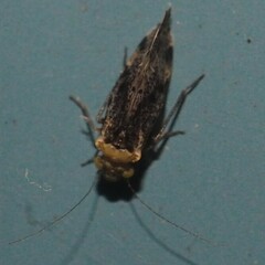 Trichadenotecnum alexanderae