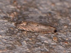 Epiblema minutana
