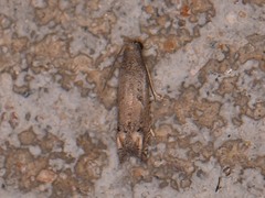 Epiblema minutana