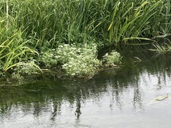 Oenanthe fluviatilis