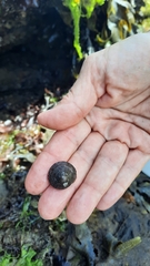 Calliostoma zizyphinum