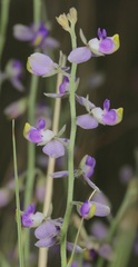 Hebecarpa barbeyana