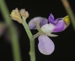 Hebecarpa barbeyana