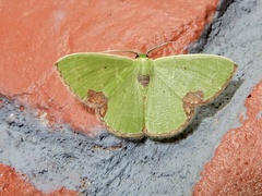 Comibaena integranota