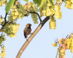 Tiaris olivaceus intermedius
