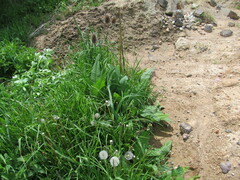 Dipsacus fullonum