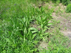 Dipsacus fullonum