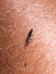Agrilus bilineatus