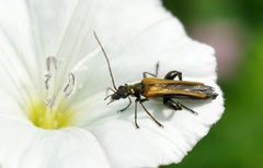 Oedemera femorata