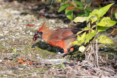 Cardinalis cardinalis saturatus