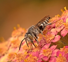 Coelioxys rufitarsis