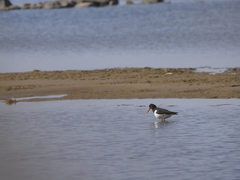 Haematopus ostralegus