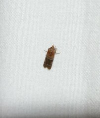 Moodna pallidostrinella