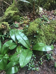 Clintonia umbellulata