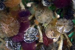 Schizobranchia insignis