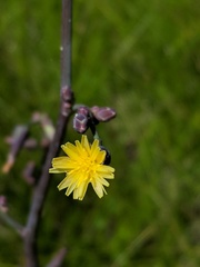 Lactuca hirsuta
