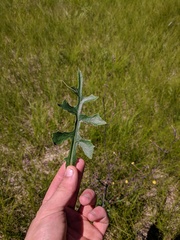 Lactuca hirsuta