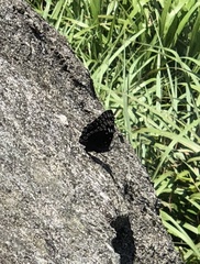 Dichorragia nesimachus