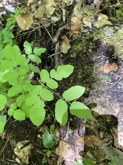Taenidia integerrima