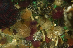 Schizobranchia insignis