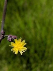 Lactuca hirsuta
