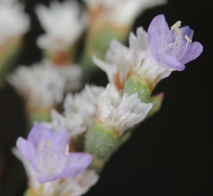 Limonium limbatum