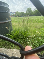 Plantago lanceolata
