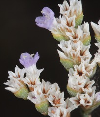 Limonium limbatum