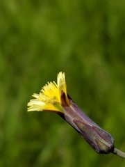 Lactuca hirsuta
