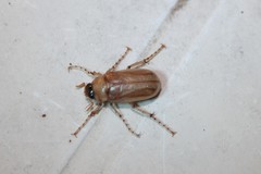 Cyclocephala borealis