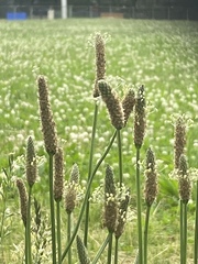 Plantago lanceolata