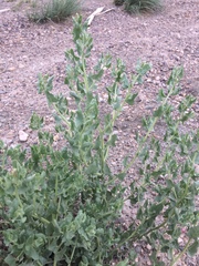 Atriplex argentea expansa