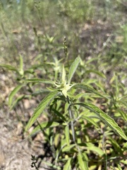 Monarda punctata