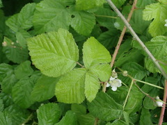 Rubus × idaeoides