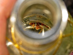 Alloniscus marinus