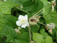 Rubus × idaeoides