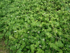 Rubus × idaeoides