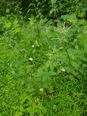 Urtica dioica dioica
