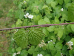 Rubus × idaeoides